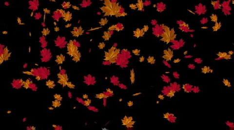Falling Leaves 04 Stock Footage