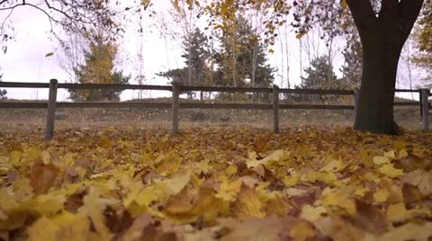 Falling leaves 05 by dwking Stock-Footage 12502735