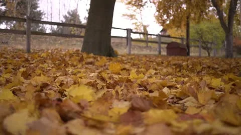 Falling leaves 07 by dwking Stock-Footage 12503012