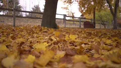 Falling leaves 08 by dwking Video stock 12503226