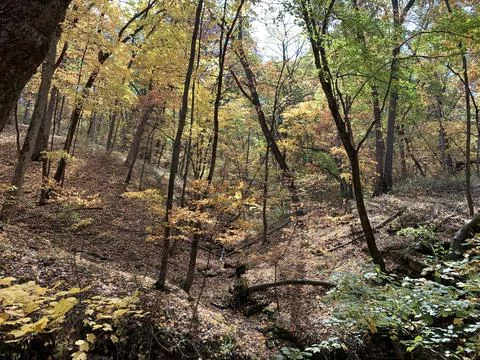 The falling leaves above the Devil's Ice Box Stock Photos