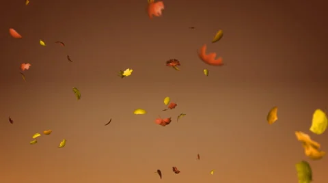 Falling leaves with alpha Stock Footage