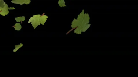 Falling leaves with alpha matte Stock Footage 484048