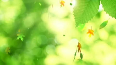 Falling leaves animation Stock Footage 11829884
