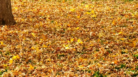 Falling Leaves In Autumn 4K 스톡 동영상 54718913