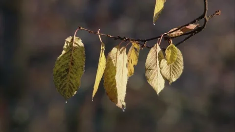 Falling leaves in autumn (close-up) Stock Footage 284859849