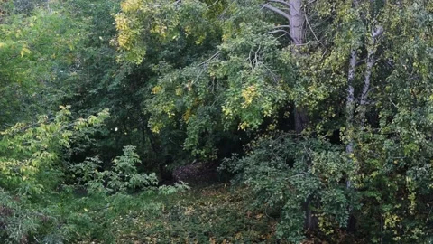 Falling leaves in an autumn day Stock Footage 140091061