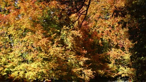 Falling leaves in autumn Stockbeeldmateriaal 905784