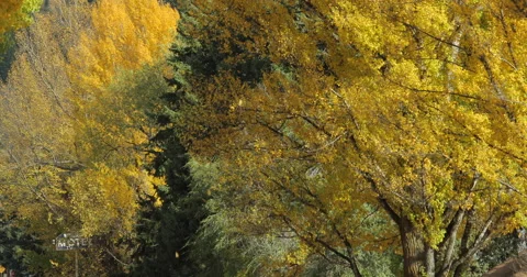 Falling leaves in autumn Stock Footage 56294211