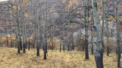 Falling leaves in autumn Stock Footage 56321081