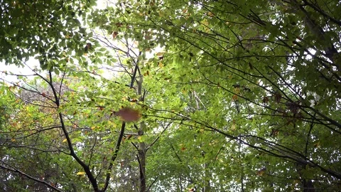 Falling leaves in autumn 動画素材 97720178