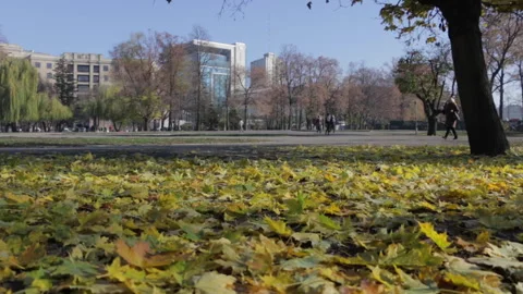 Falling leaves in autumn Stock Footage 157731713