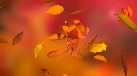 Falling leaves in autumn forest, blurred background 動画素材 62053880
