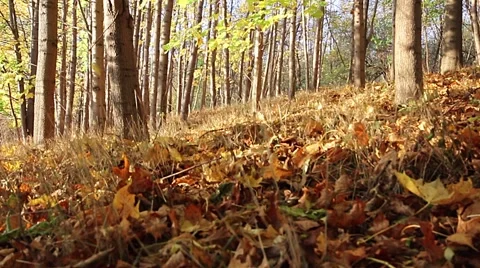 Falling leaves in autumn forest Stock Footage 43923762