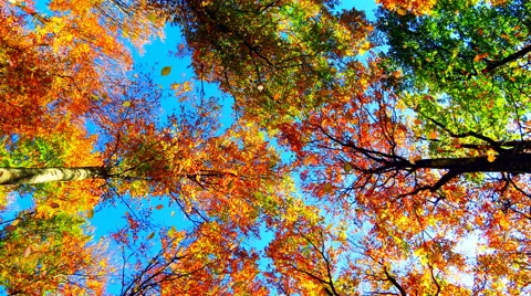 Falling leaves in autumn forest Stock Footage 53266820