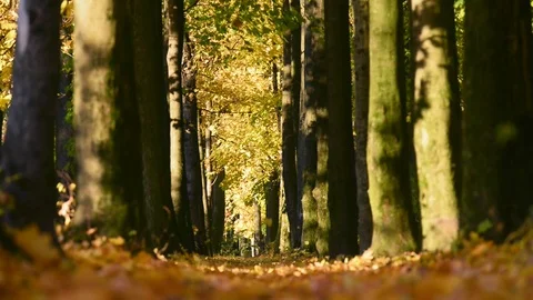 Falling leaves in autumn forest Stock Footage 82259258
