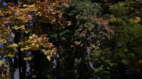 Falling leaves in the autumn forest Stock Footage 97145715