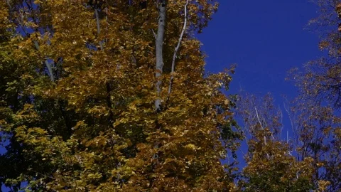 Falling leaves in the autumn forest Video stock 97146545