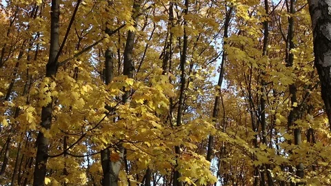 Falling leaves in an autumn forest Stock Footage 104583671