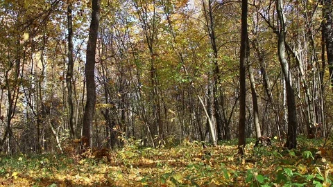 Falling leaves in an autumn forest Stock Footage 104842655