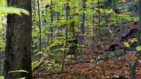 Falling leaves in an autumn forest 動画素材 118462890