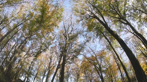 Falling leaves in the autumn forest Stock Footage 142960679