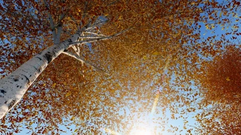 Falling leaves in the autumn forest Video stock 311057755