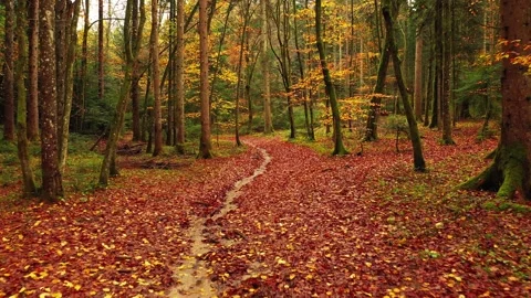 Falling leaves in autumn forest Stock-Footage 323493180