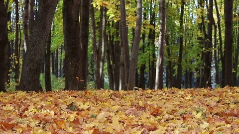 Falling leaves in an autumn park Stock Footage 104581910