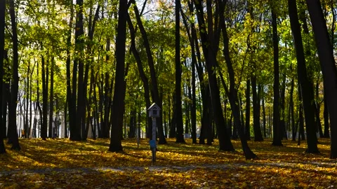 Falling  Leaves in Autumn Park Stock Footage 219804716
