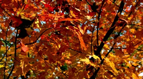 Falling Leaves Autumn Slow Motion 動画素材 42250367