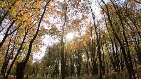 Falling leaves from autumn trees. Stock-Footage 141127395