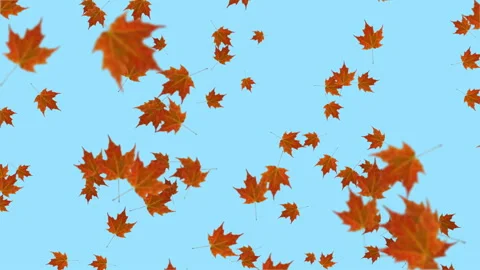 cartoon fall leaves wallpaper