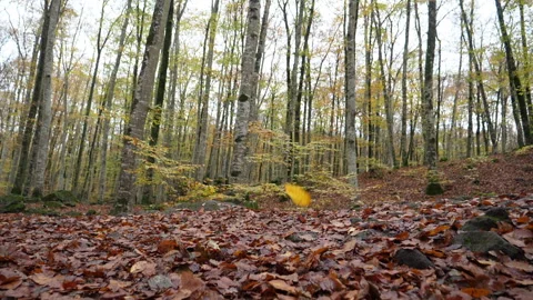 Falling Leaves in a Beech Field in Slow Motion in Fall Stock Footage 143414816