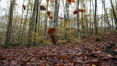 Falling Leaves in a Beech Field in Slow Motion in Fall Stock Footage 143440782