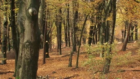 Falling leaves in beech forest - Autumn atmosphere Stock Footage 140598711