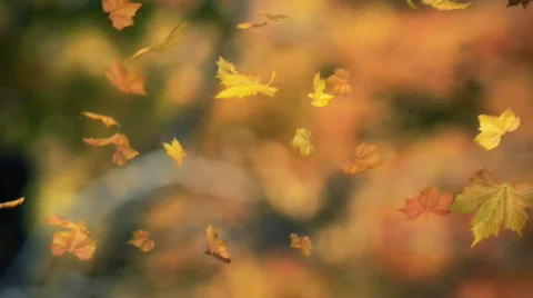 Falling leaves blowing in the wind - looped and masked  Stock Footage