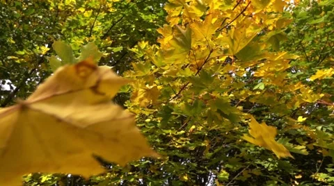 Falling leaves blowing in the wind.Close up on falling autumn leaves slow Stock Footage 56314613