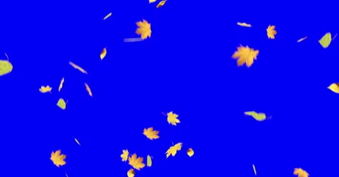 Falling leaves  blue - green screen-4K Stock-Footage 56204605