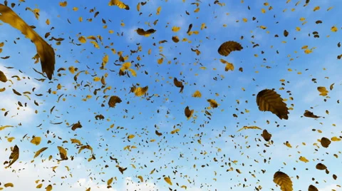 Falling leaves with blue sky in the background Stock Footage 63225775