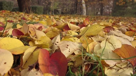 Falling leaves in the city Park Stock Footage 81851453