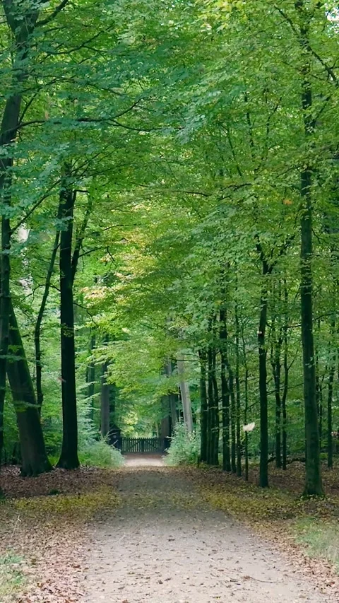 Falling leaves drifting down a forest path in autumn Stock Footage 327108948