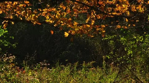 Falling leaves in Fall (LP-Voorhees-071a) Stock Footage 8929360