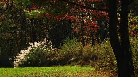 Falling leaves in Fall (LP-Voorhees-067) Video stock 8929398