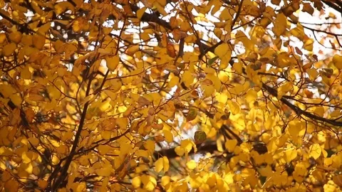 FALLING LEAVES IN FALL  SLO MO Stock Footage 100203863