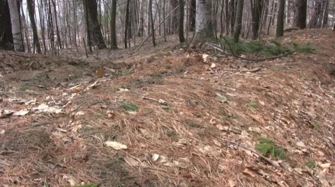 Falling Leaves Stock Footage 458979