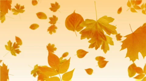 Falling Leaves Stock-Footage 580725