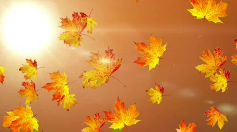Falling leaves Stock Footage