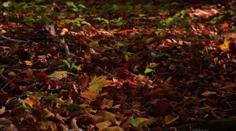 Falling leaves Stock Footage 905957