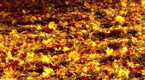 Falling Leaves Stock Footage 1042263
